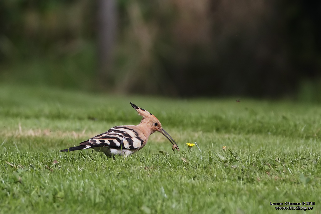 HRFGEL / EURASIAN HOOPOE (Upopa epops) - Stng / Close