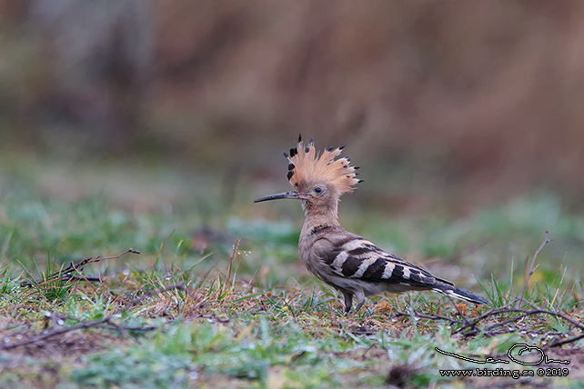 HÄRFÅGEL / EURASIAN HOOPOE (Upopa epops) - stor bild / full size