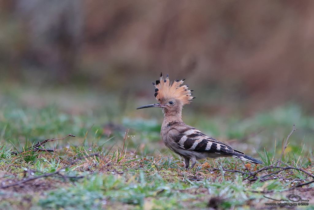 HRFGEL / EURASIAN HOOPOE (Upopa epops) - Stng / Close