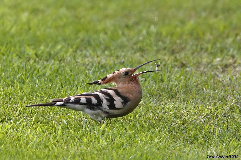 HRFGEL / EURASIAN HOOPOE (Upopa epops) - Stng / Close