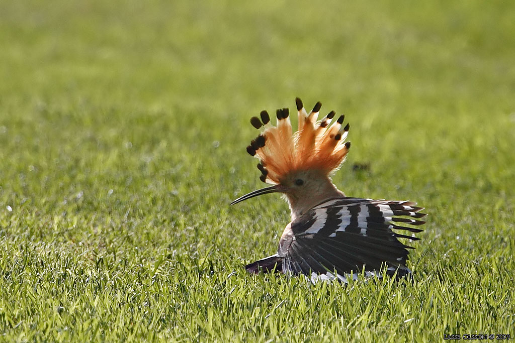 HRFGEL / EURASIAN HOOPOE (Upopa epops) - Stng / Close