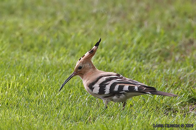 HRFGEL / EURASIAN HOOPOE (Upopa epops) - stor bild / full size