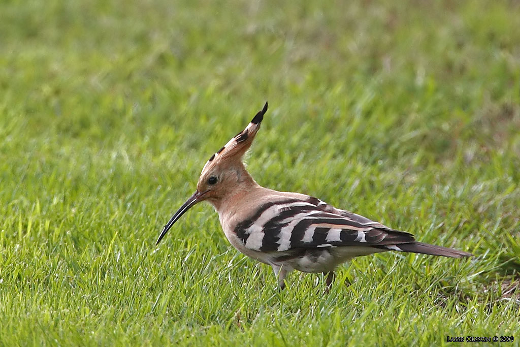 HRFGEL / EURASIAN HOOPOE (Upopa epops) - Stng / Close