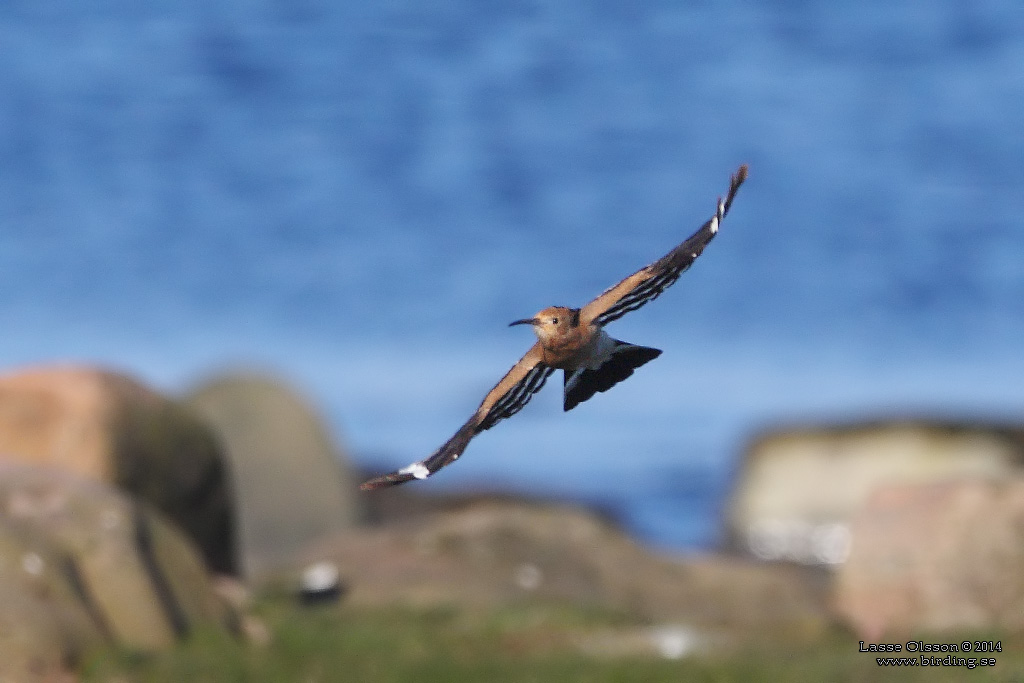 HRFGEL / EURASIAN HOOPOE (Upopa epops) - Stng / Close