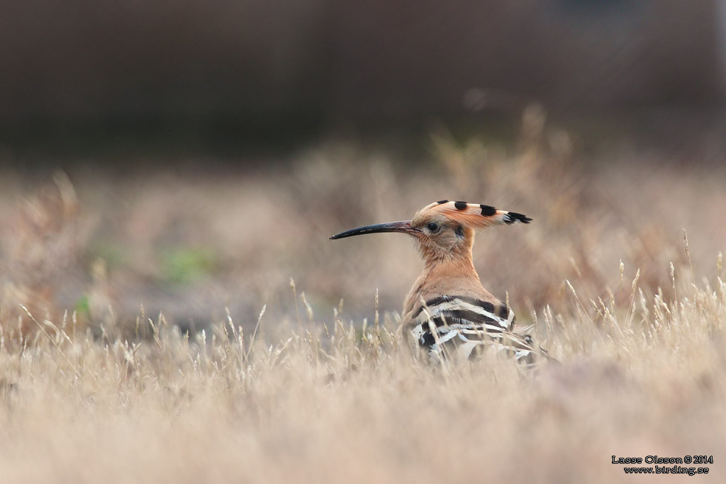 HRFGEL / EURASIAN HOOPOE (Upopa epops) - Stng / Close