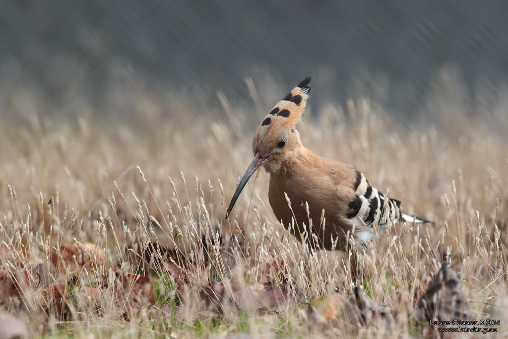 HRFGEL / EURASIAN HOOPOE (Upopa epops) - Stng / Close