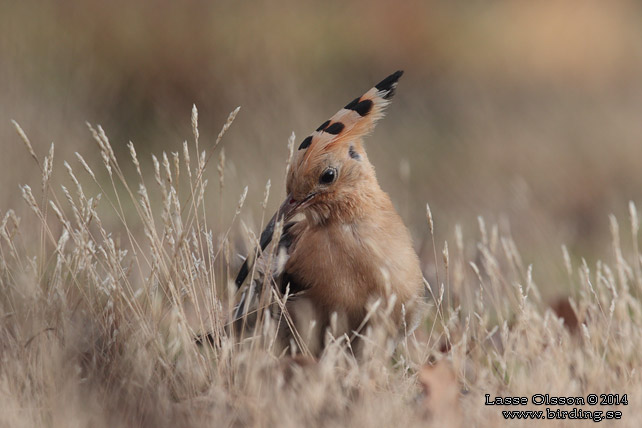 HÄRFÅGEL / EURASIAN HOOPOE (Upopa epops) - stor bild / full size