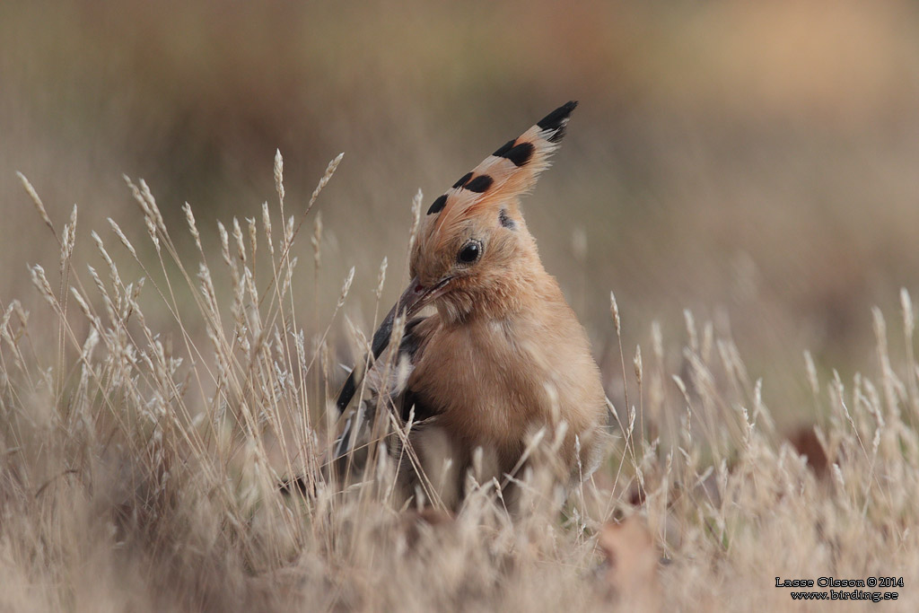 HRFGEL / EURASIAN HOOPOE (Upopa epops) - Stng / Close