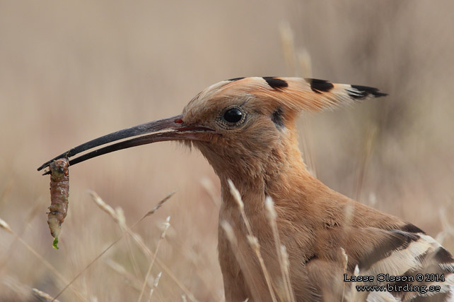 HÄRFÅGEL / EURASIAN HOOPOE (Upopa epops) - stor bild / full size