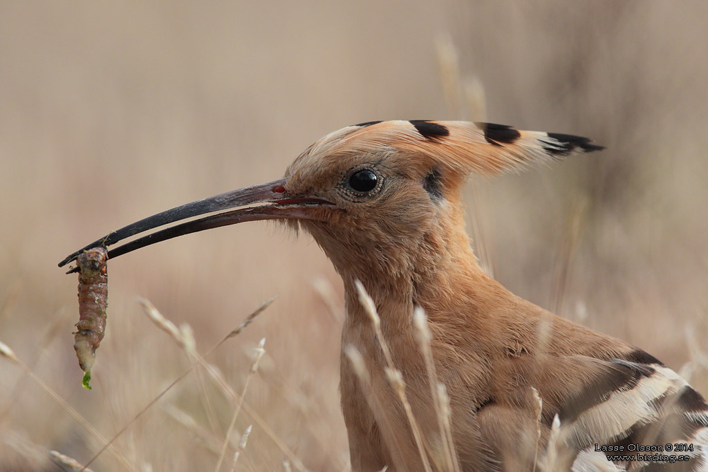 HRFGEL / EURASIAN HOOPOE (Upopa epops) - Stng / Close