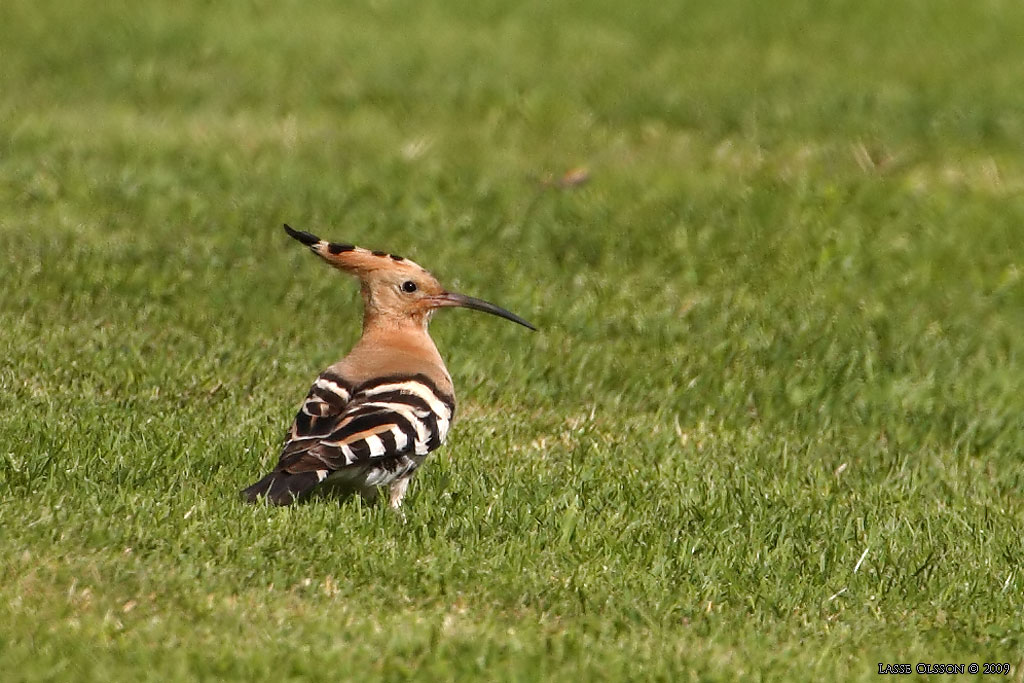 HRFGEL / EURASIAN HOOPOE (Upopa epops) - Stng / Close