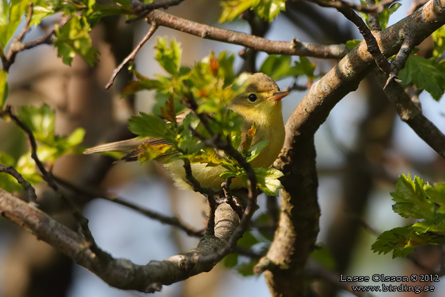 HRMSNGARE / ICTERINE WARBLER (Hippolais icterina)