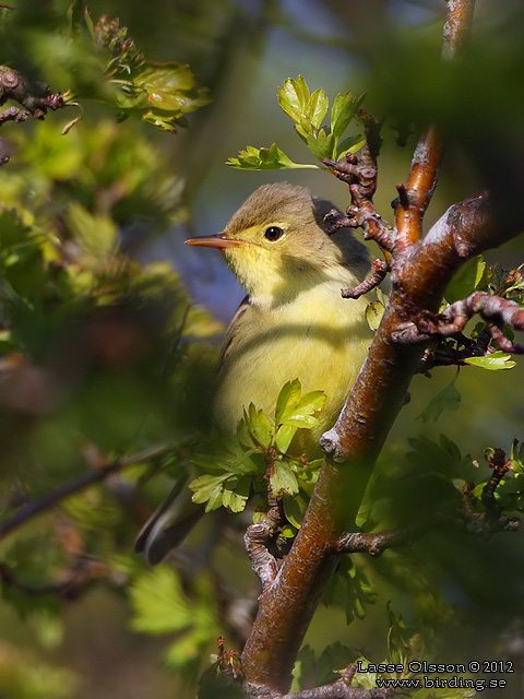 HÄRMSÅNGARE / ICTERINE WARBLER (Hippolais icterina)