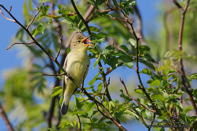 HÄRMSÅNGARE / ICTERINE WARBLER (Hippolais icterina)