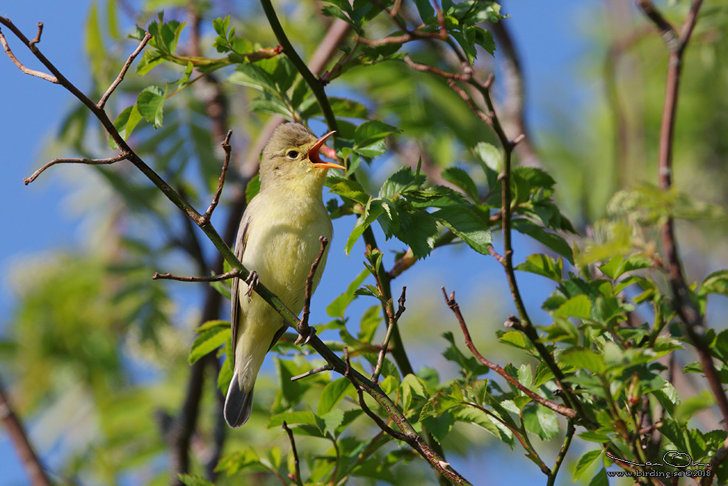 HÄRMSÅNGARE / ICTERINE WARBLER (Hippolais icterina) - Stäng / Close