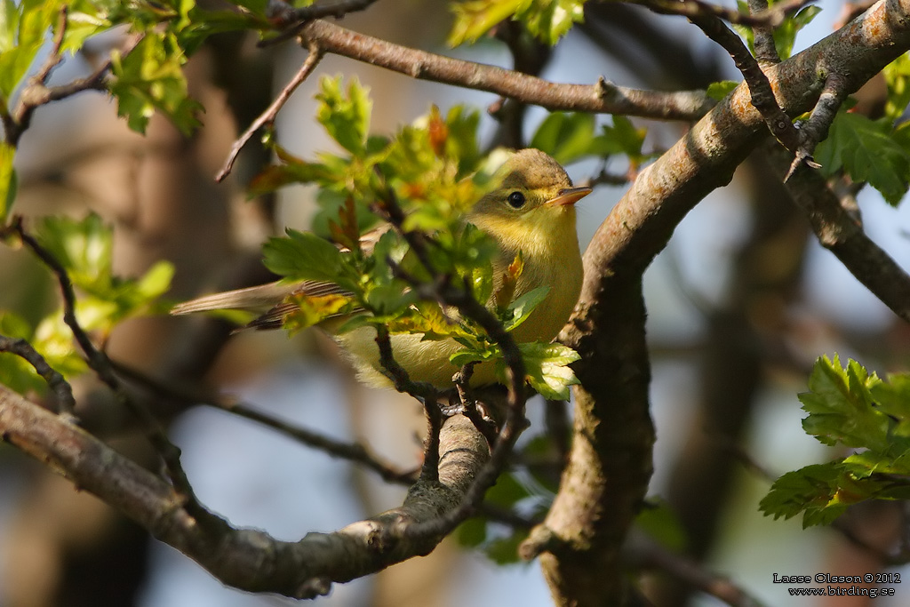 HÄRMSÅNGARE / ICTERINE WARBLER (Hippolais icterina) - Stäng / Close