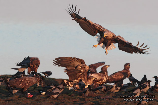 HAVSÖRN / WHITE-TAILED EAGLE (Haliaetus albicilla) - stor bild / full size