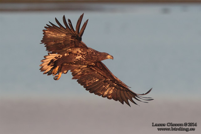 HAVSÖRN / WHITE-TAILED EAGLE (Haliaetus albicilla) - stor bild / full size