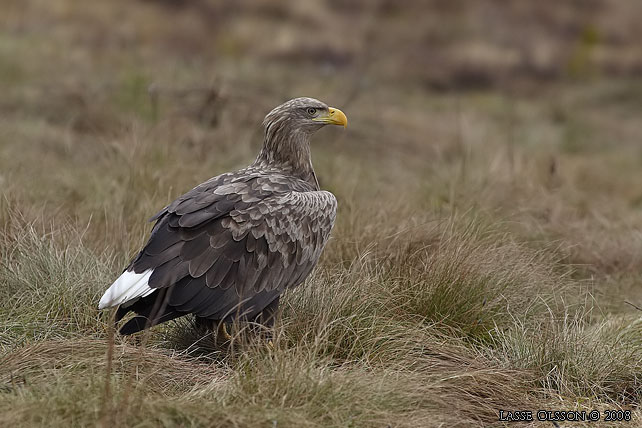 HAVSRN / WHITE-TAILED EAGLE (Haliaetus albicilla) - stor bild / full size