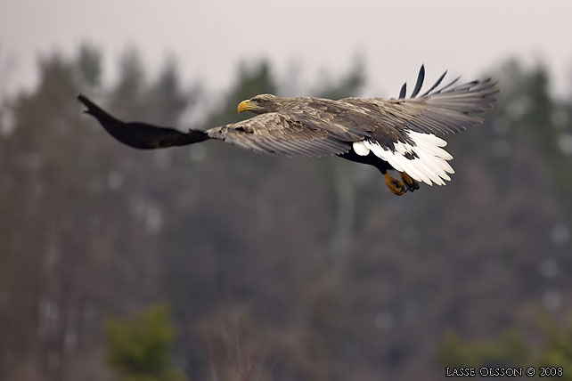 HAVSRN / WHITE-TAILED EAGLE (Haliaetus albicilla) - stor bild / full size