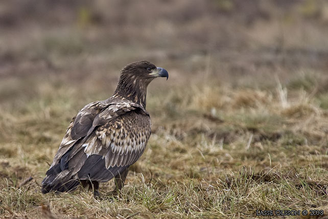 HAVSRN / WHITE-TAILED EAGLE (Haliaetus albicilla) - stor bild / full size