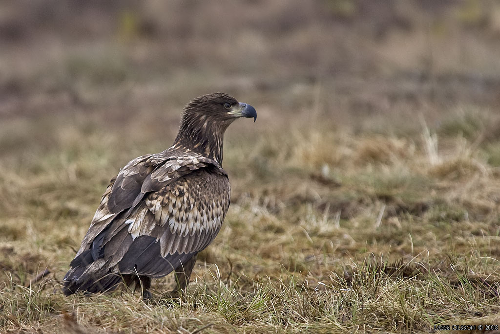 HAVSRN / WHITE-TAILED EAGLE (Haliaetus albicilla) - Stng / Close