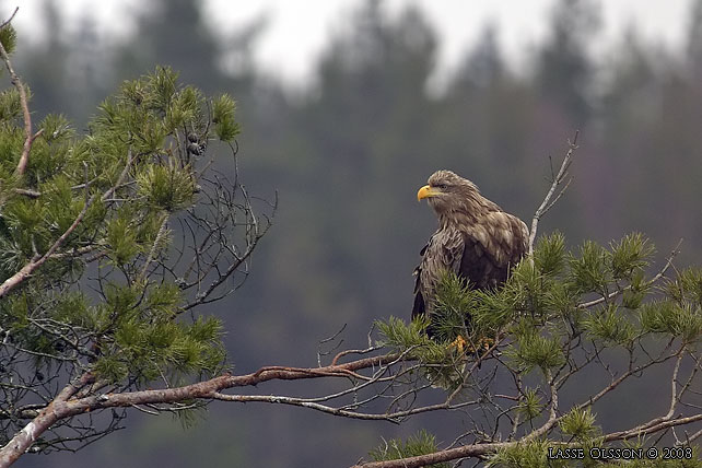 HAVSRN / WHITE-TAILED EAGLE (Haliaetus albicilla) - stor bild / full size