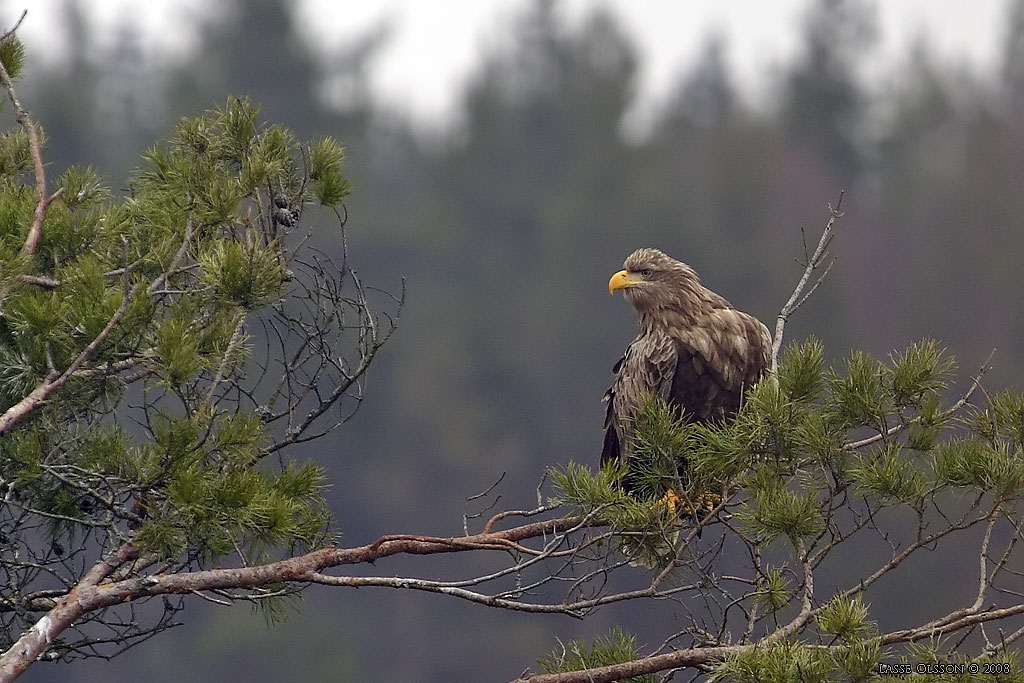 HAVSRN / WHITE-TAILED EAGLE (Haliaetus albicilla) - Stng / Close