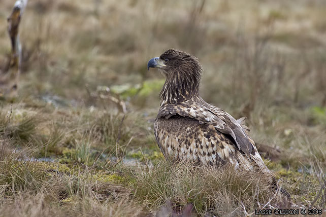 HAVSRN / WHITE-TAILED EAGLE (Haliaetus albicilla) - stor bild / full size