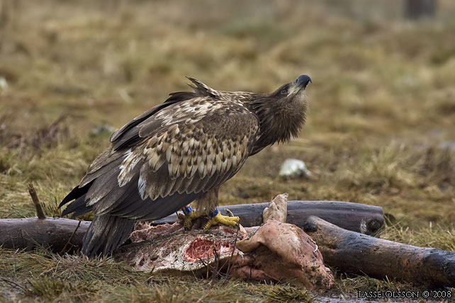 HAVSRN / WHITE-TAILED EAGLE (Haliaetus albicilla) - stor bild / full size