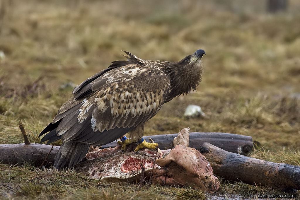 HAVSRN / WHITE-TAILED EAGLE (Haliaetus albicilla) - Stng / Close