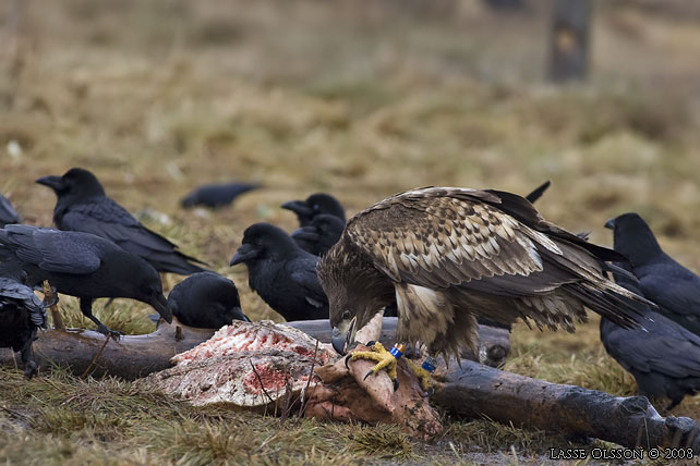 HAVSRN / WHITE-TAILED EAGLE (Haliaetus albicilla) - stor bild / full size