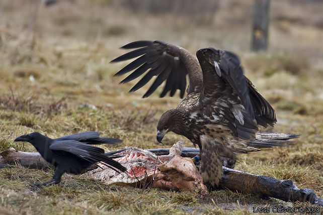 HAVSRN / WHITE-TAILED EAGLE (Haliaetus albicilla) - stor bild / full size