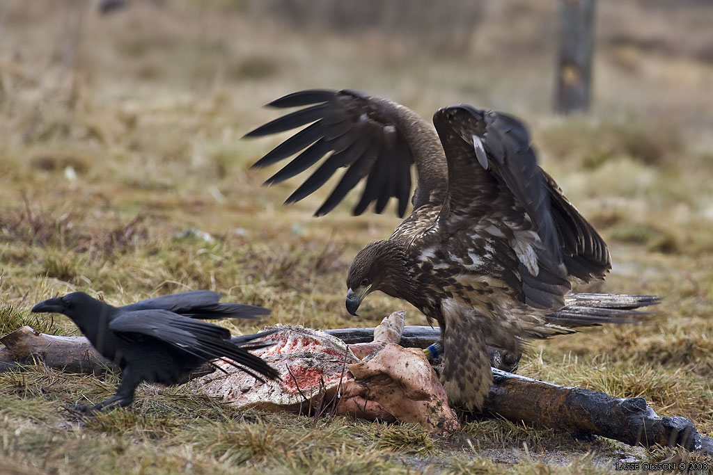 HAVSRN / WHITE-TAILED EAGLE (Haliaetus albicilla) - Stng / Close