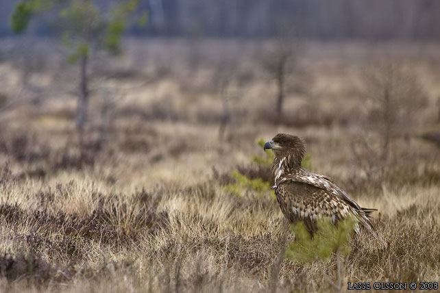 HAVSRN / WHITE-TAILED EAGLE (Haliaetus albicilla) - stor bild / full size