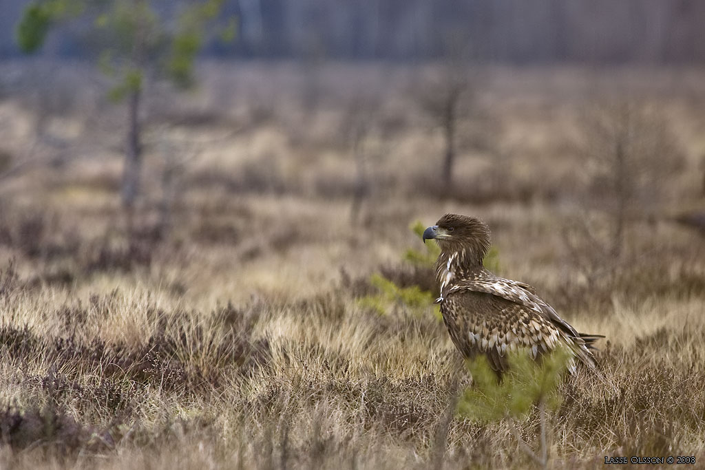 HAVSRN / WHITE-TAILED EAGLE (Haliaetus albicilla) - Stng / Close