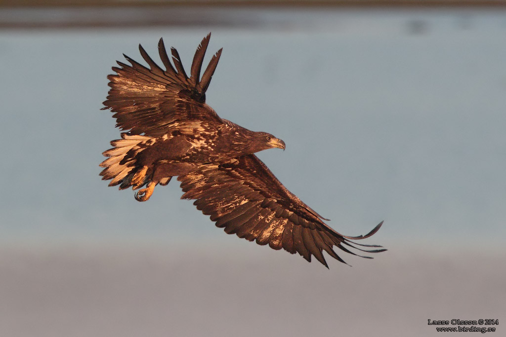 HAVSRN / WHITE-TAILED EAGLE (Haliaetus albicilla) - Stng / Close