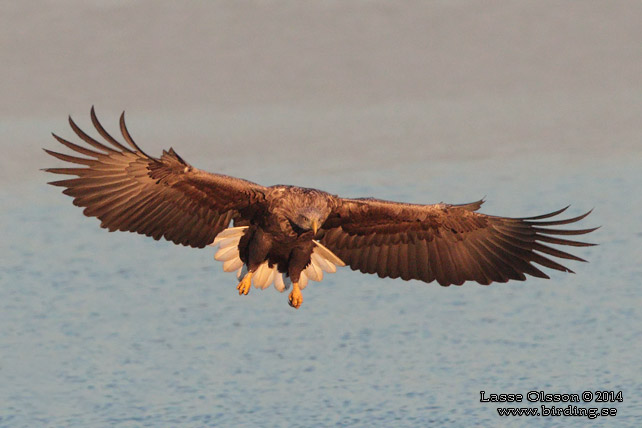 HAVSÖRN / WHITE-TAILED EAGLE (Haliaetus albicilla) - stor bild / full size