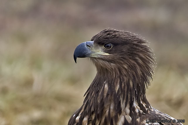 HAVSRN / WHITE-TAILED EAGLE (Haliaetus albicilla) - stor bild / full size