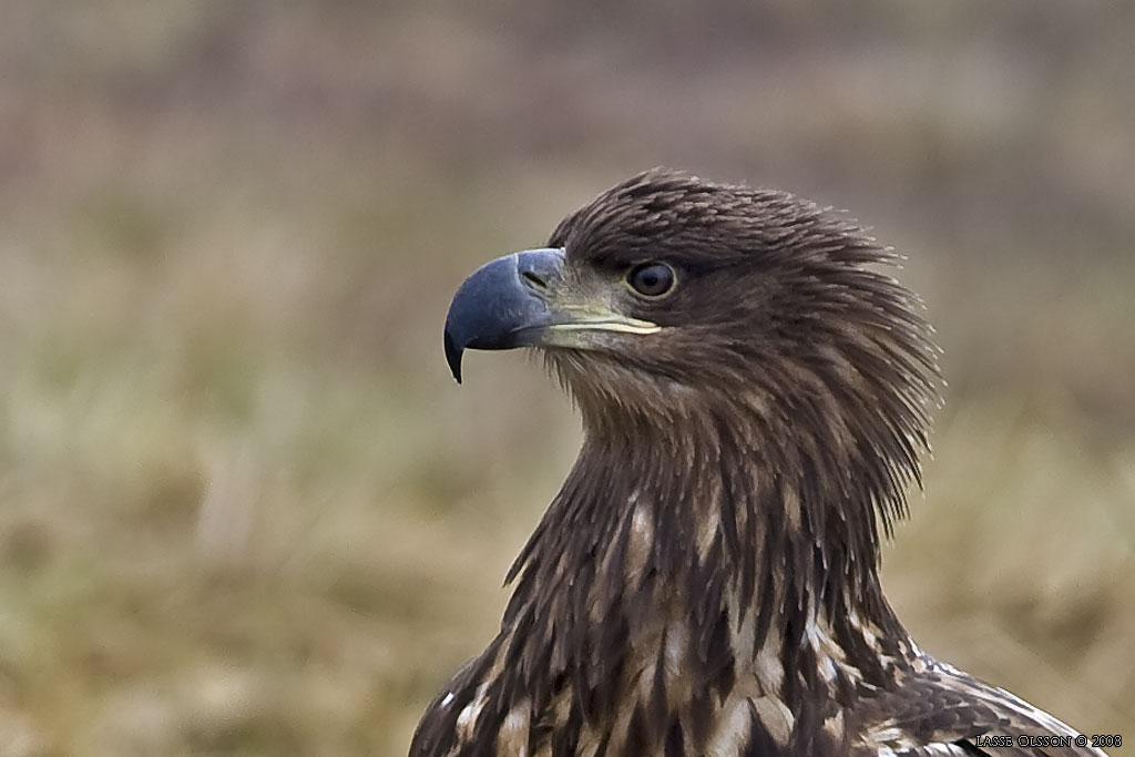 HAVSRN / WHITE-TAILED EAGLE (Haliaetus albicilla) - Stng / Close