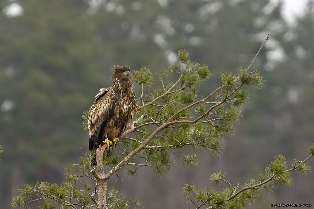 KUNGSRN / GOLDEN EAGLE (Aquila chrysaetos) o HAVSRN / WHITE-TAILED EAGLE (Haliaetus albicilla) in fight - Stng / Close