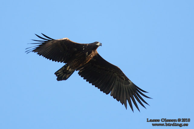 HAVSRN / WHITE-TAILED EAGLE (Haliaetus albicilla) - stor bild / full size