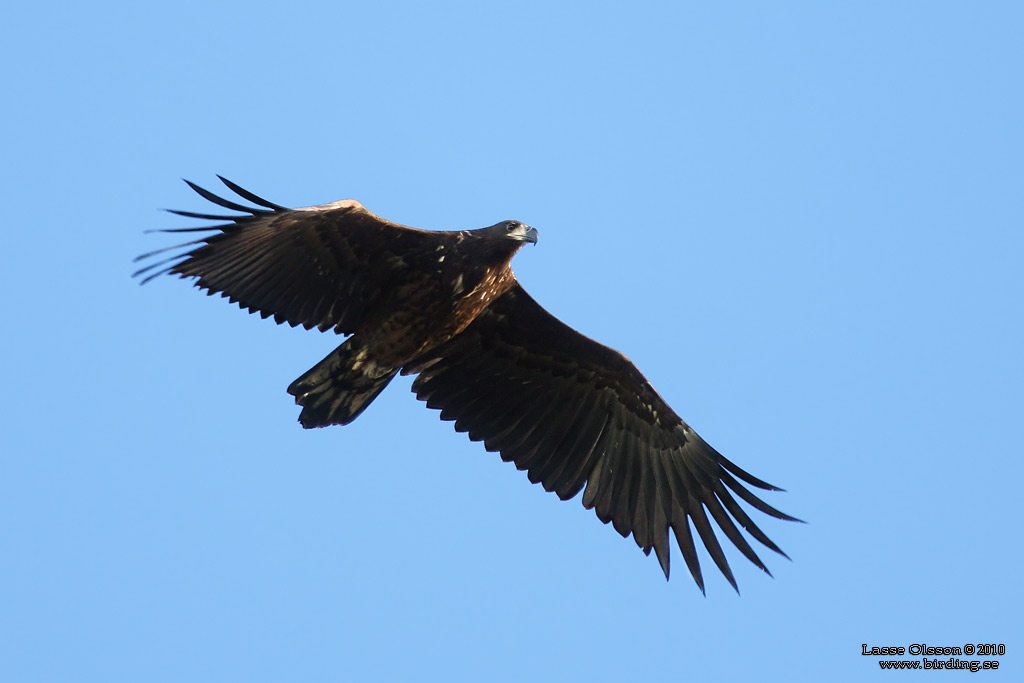 HAVSRN / WHITE-TAILED EAGLE (Haliaetus albicilla) - Stng / Close