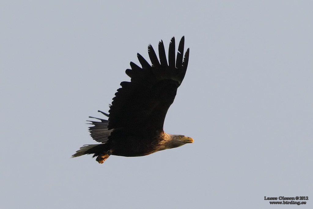 HAVSRN / WHITE-TAILED EAGLE (Haliaetus albicilla) - Stng / Close