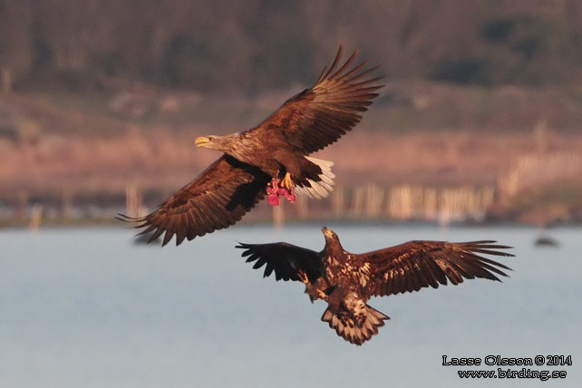 HAVSÖRN / WHITE-TAILED EAGLE (Haliaetus albicilla) - stor bild / full size