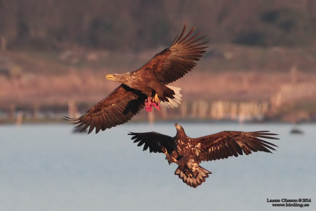 HAVSRN / WHITE-TAILED EAGLE (Haliaetus albicilla) - Stng / Close