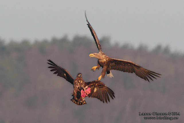 HAVSÖRN / WHITE-TAILED EAGLE (Haliaetus albicilla) - stor bild / full size