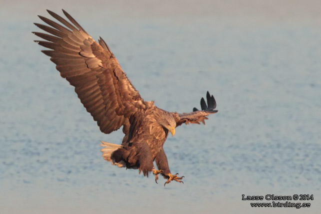 HAVSÖRN / WHITE-TAILED EAGLE (Haliaetus albicilla) - stor bild / full size