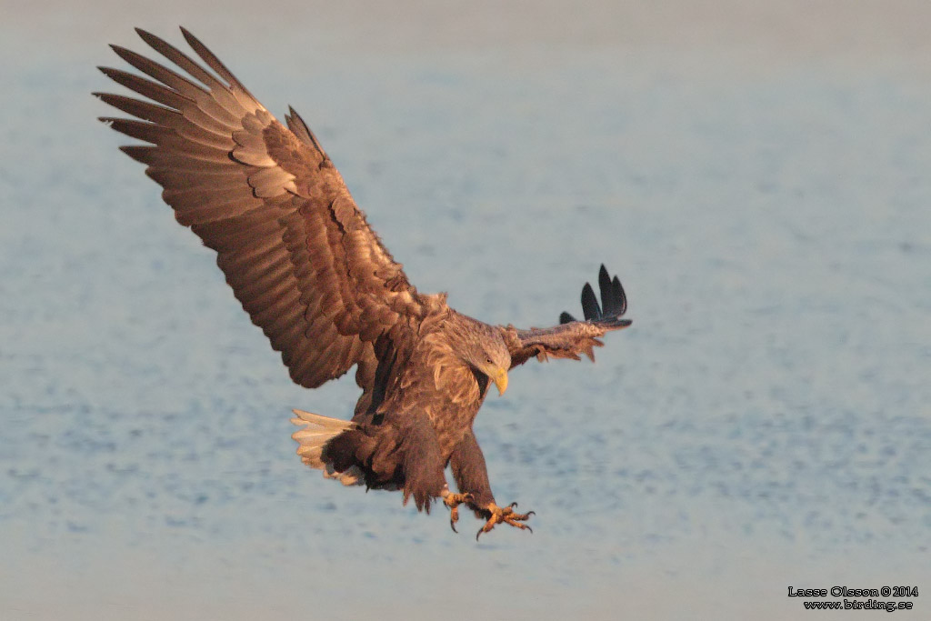 HAVSRN / WHITE-TAILED EAGLE (Haliaetus albicilla) - Stng / Close