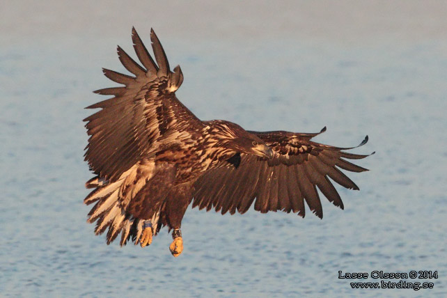 HAVSÖRN / WHITE-TAILED EAGLE (Haliaetus albicilla) - stor bild / full size